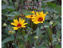 ��������� ������ �����*