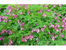 �������� ��������������*