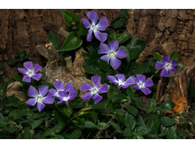 �������� �����*