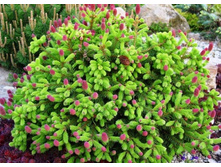 ��� Picea abies Pusch (Pa) C5 Pa80-95 ø 20-30= 27,9-.jpg=.jpg