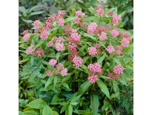 �������� ����������� Swamp Milkweed*