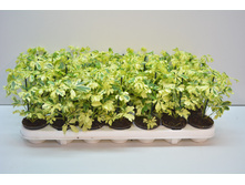 ������� ����� -