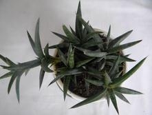 ���� ����