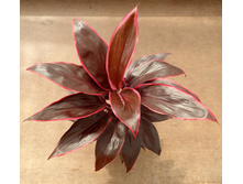 ��������� ���� Mambo- 450 ���.