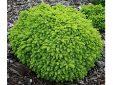 ��� Picea abies Little Gem C5 30-40 Kaluzinscy-.jpg