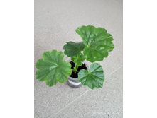 IMG 20200219 164901.jpg