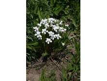 ������ �������.jpeg