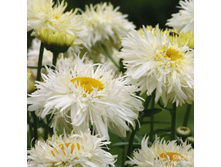 �������� ������ �����*