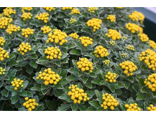 ������� �������������.jpeg