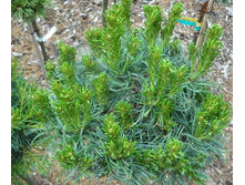 ����� ��������� (���� 'GREEN TWIST')==1100 ������-.jpg