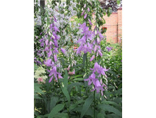 ��������� Gaudi Violet.jpg