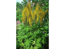 �������������*