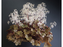 ���������� �������������� 'Rubrifolia'.jpg