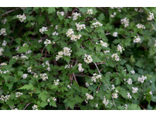 ����������� ������*