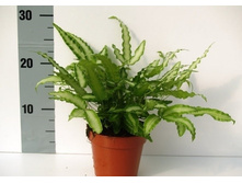 ������ �������� ( Pteris cretica)