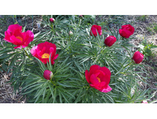 ������� (1).jpg