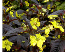 ��������� ����.����������*