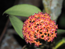 ���� Benguetensis - 200 ���.