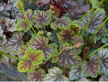 ����� �����(���)*