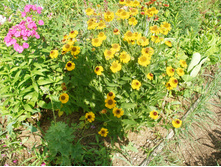 �������� ������*