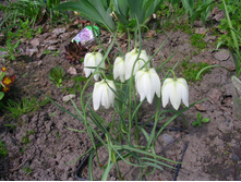 ��������� �����