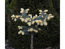 Picea (���) pungens Bialobok C10 PA 80-90 d 35-45 ������������= 2925-.jpg