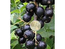 ��������� ������ ��������