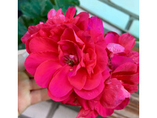 Le Pirat (������������)