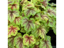 ����� ����� (�-��.���)*