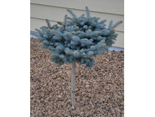 ��� ������� (���� 'Glauca Globosa') Pa 40-50==1160 ������-.jpg