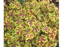 ����� ����� (�-��, ���)*