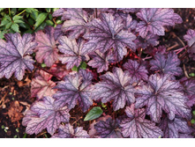 ��������� ���� (���)*