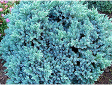 Juniperus (����-�) squamata Blue Star C2 20-25 �������= 421-.jpg