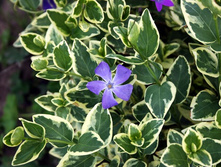 �������� ����� ���������*