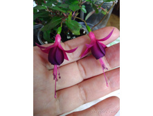 ������ Kath Van Hanegem - �� 100�.jpg