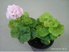 IMG 20200204 093744.jpg