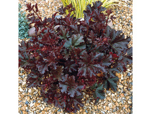 ������� ˣ��� (���)*