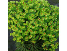 ������� ���� ���.jpeg