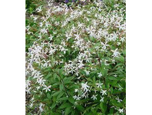 �������� �����������.jpeg