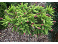 ��� Picea abies Pusch (Pa) C5 Pa80-95 o 20-30 Kaluzinscy= 27,9-