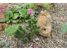 Pinus (�����) mugo Jakobsen C4 20-30 ���������--.jpg