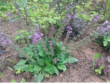 �������� �����������.jpg