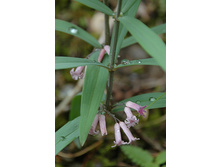 ������ �������.jpg