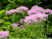 ����������� ����������������*