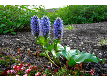 ������� �����.jpg