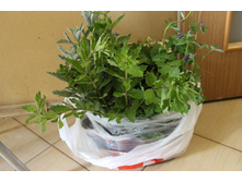 ������ ������