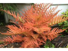 ����������� (Dryopteris erythrosora Brilliance)- 350 ���.