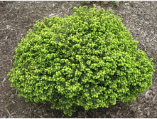 ��� Picea abies Little Gem C5 30-40 Kaluzinscy= 21-.jpg