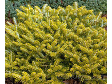 Abies (�����) koreana Golden Glow C3 20-30 ����= 996- ����.jpg