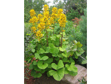 ����� �������� ����+